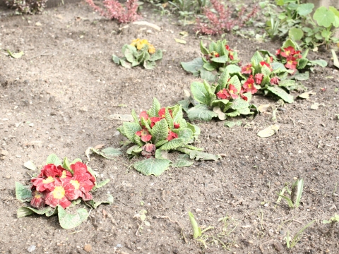 Prímula (Primula obconica)
Utilizada para fins ornamentais.